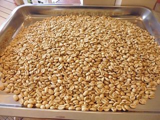モンスーン生豆