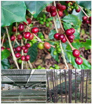 ミンマウンテン