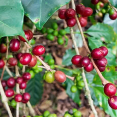 完売しました！　1月限定豆　ベトナム「アラビカ　ミンマウンテンG1」