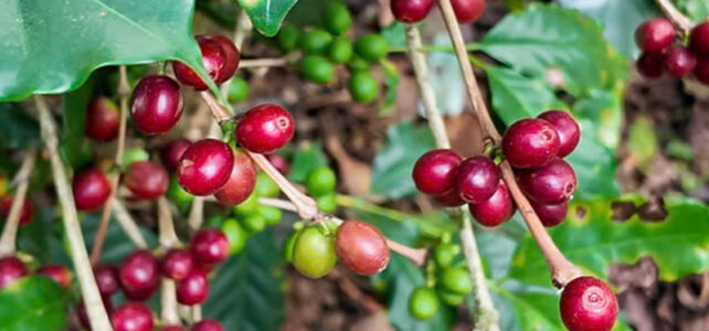 1月限定豆　ベトナム「アラビカ　ミンマウンテンG1」