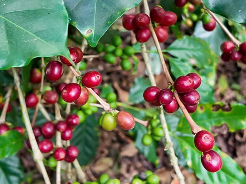 1月限定豆　ベトナム「アラビカ　ミンマウンテンG1」